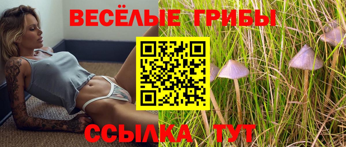 Псилоцибиновые грибы прущие грибы  Вход с VPN  Новокубанск  Псилоцибиновые грибы GOLDEN TEACHER 